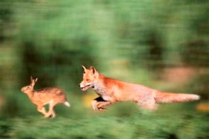 fox-and-rabbit